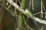 Marvelous Spatuletail